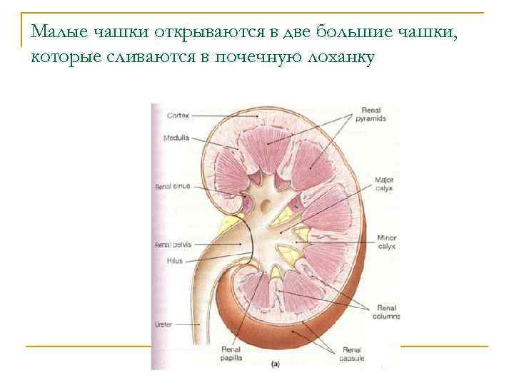 Стенки почки