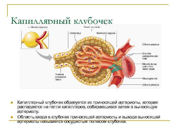 Капиллярный клубочек n n Капиллярный клубочек образуется из приносящей артериолы, которая распадается на петли