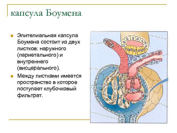 Капсула боумена