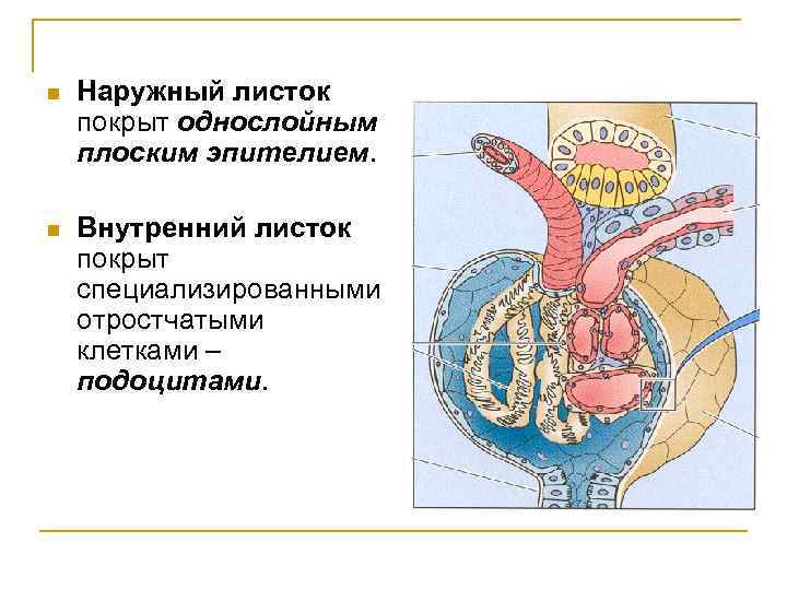 n Наружный листок покрыт однослойным плоским эпителием. n Внутренний листок покрыт специализированными отростчатыми клетками