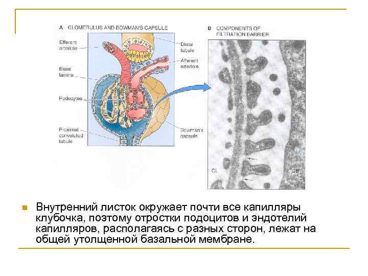 n Внутренний листок окружает почти все капилляры клубочка, поэтому отростки подоцитов и эндотелий капилляров,