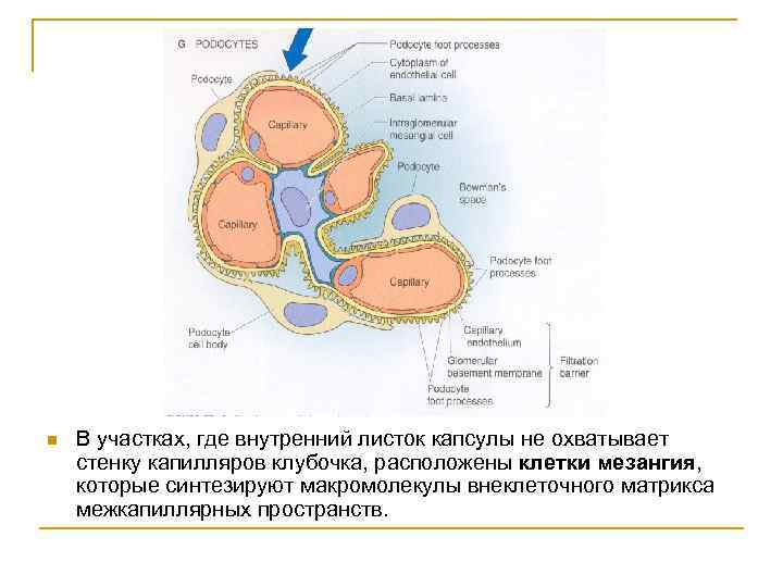 n В участках, где внутренний листок капсулы не охватывает стенку капилляров клубочка, расположены клетки