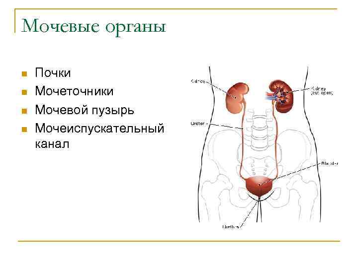 Мочевые органы n n Почки Мочеточники Мочевой пузырь Мочеиспускательный канал 