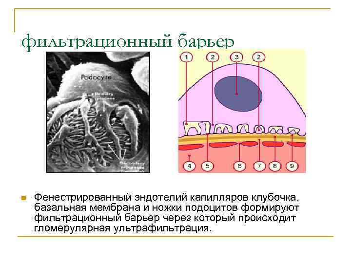 Базальная мембрана клубочка. Фильтрационный барьер почки гистология. Строение фильтрационного барьера почки. Фильтрационный барьер нефрона. Базальная мембрана фильтрационного барьера.