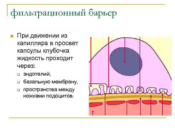 фильтрационный барьер n При движении из капилляра в просвет капсулы клубочка жидкость проходит через: