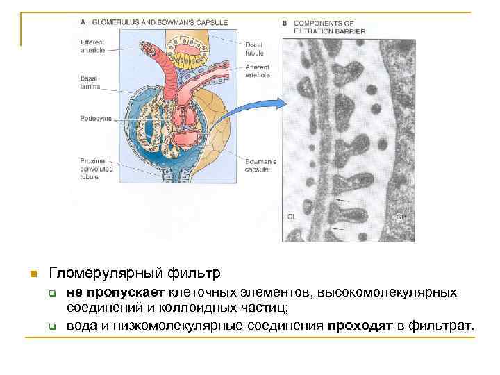 n Гломерулярный фильтр q q не пропускает клеточных элементов, высокомолекулярных соединений и коллоидных частиц;