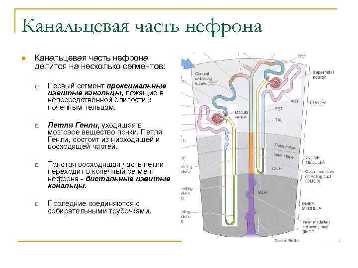 Канальцевая часть нефрона n Канальцевая часть нефрона делится на несколько сегментов: q q Первый
