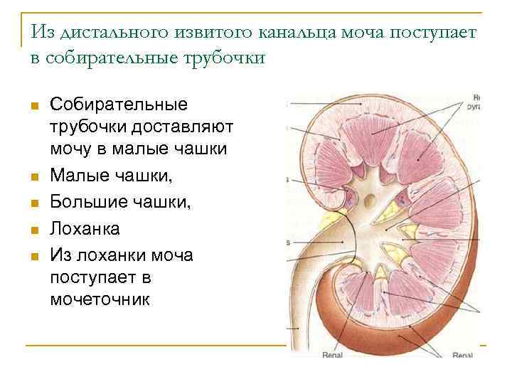 Вторичная моча образуется в лоханке