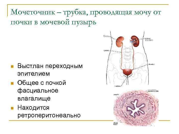 Мочеточник – трубка, проводящая мочу от почки в мочевой пузырь n n n Выстлан