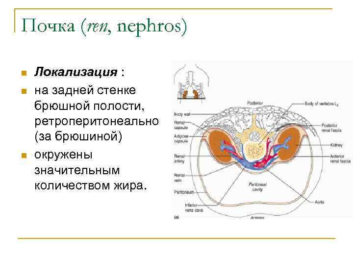 Почка (ren, nephros) n n n Локализация : на задней стенке брюшной полости, ретроперитонеально