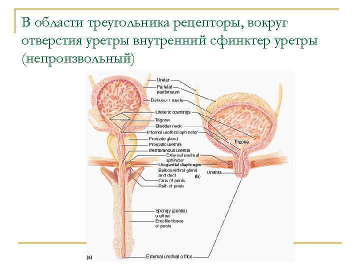 В области треугольника рецепторы, вокруг отверстия уретры внутренний сфинктер уретры (непроизвольный) 