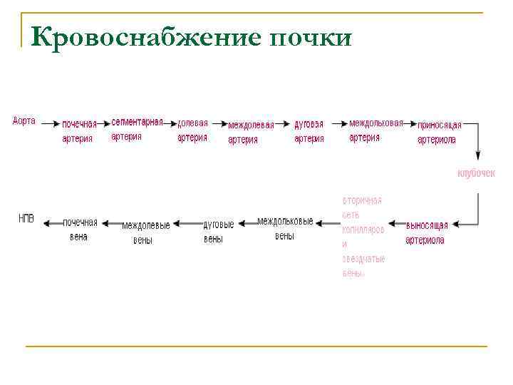 Кровоснабжение почки 