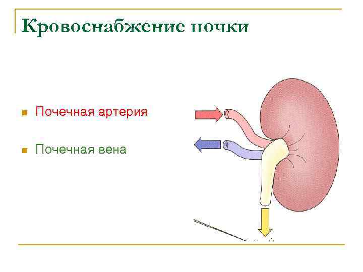 Кровоснабжение почки n Почечная артерия n Почечная вена 
