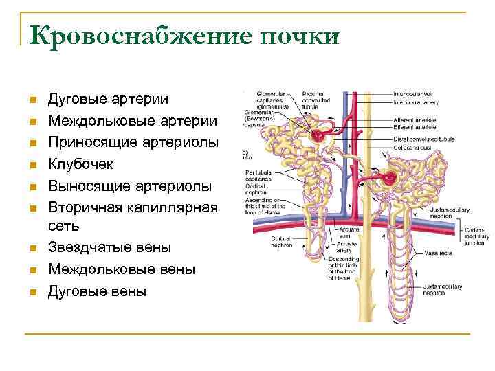 Нарушение кровообращения почки