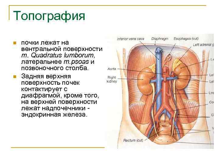Топография n n почки лежат на вентральной поверхности m. Quadratus lumborum, латеральнее m. psoas