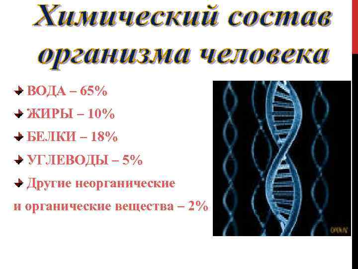 ВОДА – 65% ЖИРЫ – 10% БЕЛКИ – 18% УГЛЕВОДЫ – 5% Другие неорганические