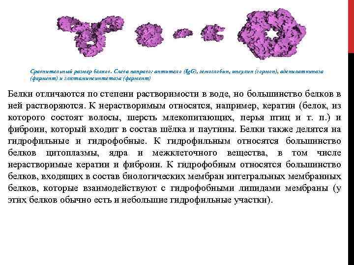 Сравнительный размер белков. Слева направо: антитело (Ig. G), гемоглобин, инсулин (гормон), аденилаткиназа (фермент) и