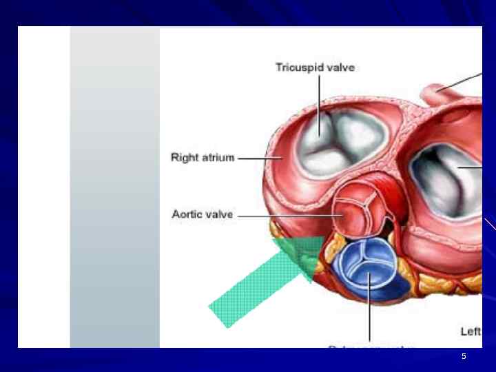 Клапаны сердца 5 