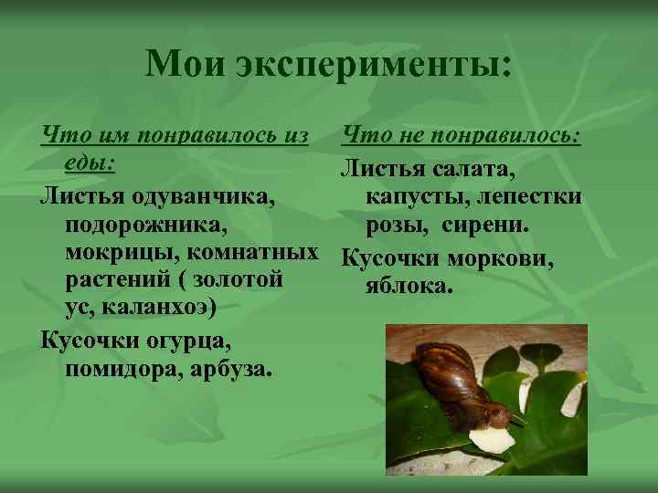 Мои эксперименты: Что им понравилось из Что не понравилось: еды: Листья салата, Листья одуванчика,