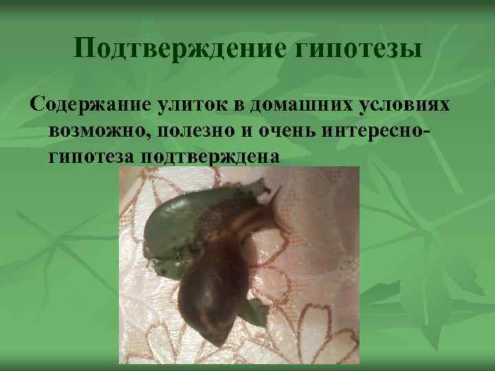 Подтверждение гипотезы Содержание улиток в домашних условиях возможно, полезно и очень интересногипотеза подтверждена 