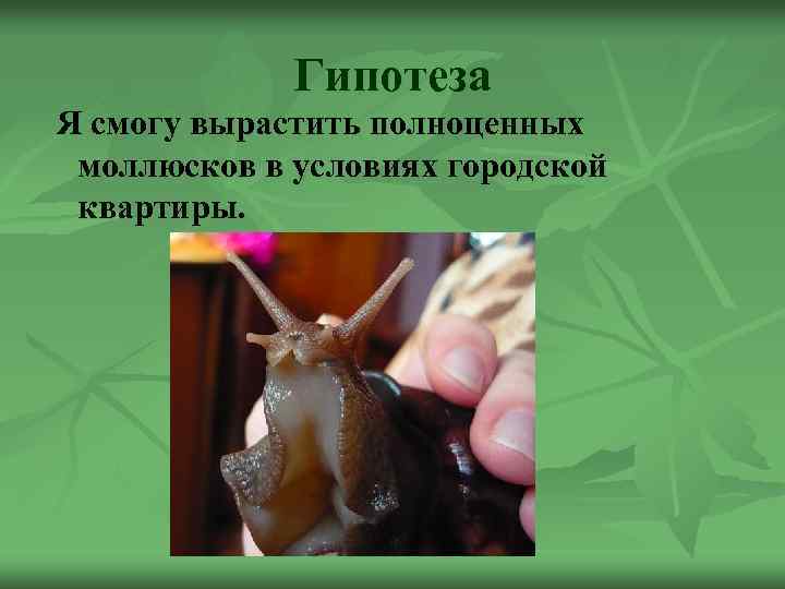 Гипотеза Я смогу вырастить полноценных моллюсков в условиях городской квартиры. 