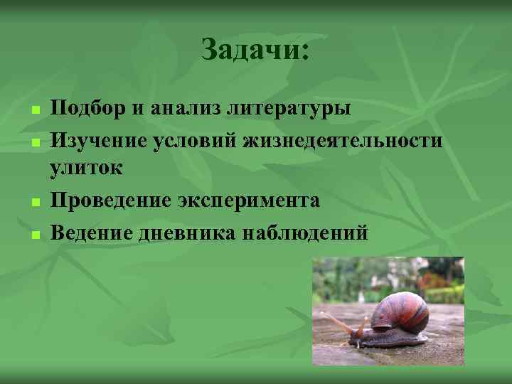 Задачи: n n Подбор и анализ литературы Изучение условий жизнедеятельности улиток Проведение эксперимента Ведение