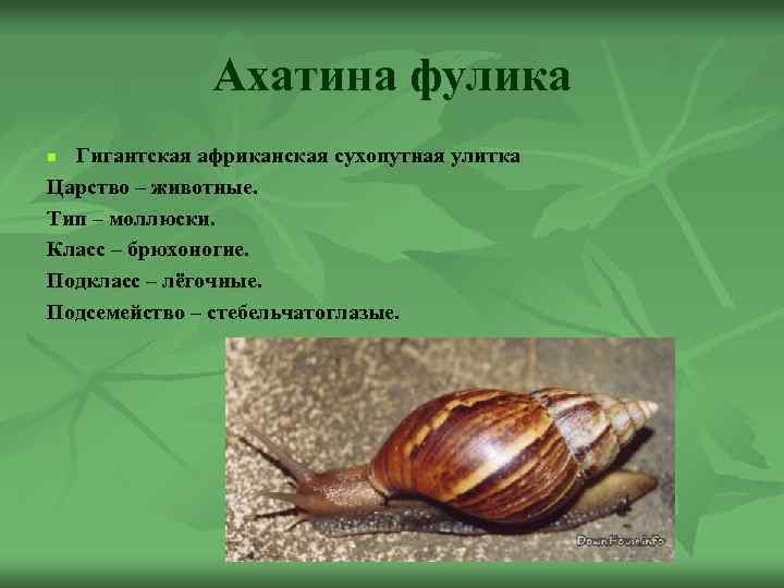 Ахатина фулика Гигантская африканская сухопутная улитка Царство – животные. Тип – моллюски. Класс –