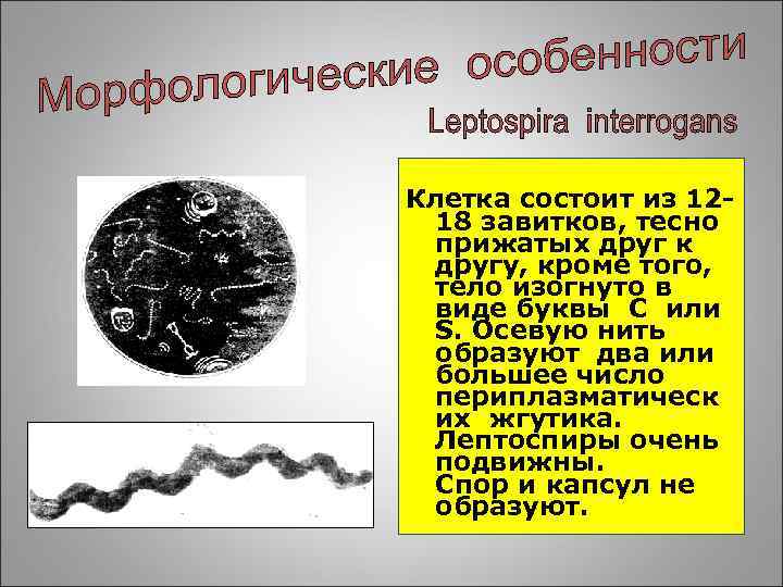 Клетка состоит из 1218 завитков, тесно прижатых друг к другу, кроме того, тело изогнуто