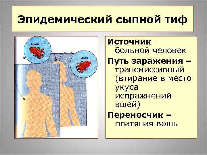 Эпидемический сыпной тиф Источник – больной человек Путь заражения – трансмиссивный (втирание в место