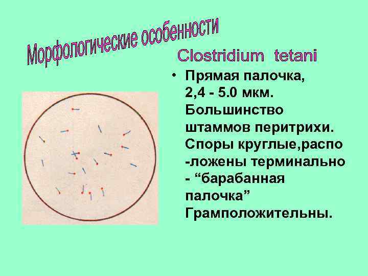  • Прямая палочка, 2, 4 - 5. 0 мкм. Большинство штаммов перитрихи. Споры