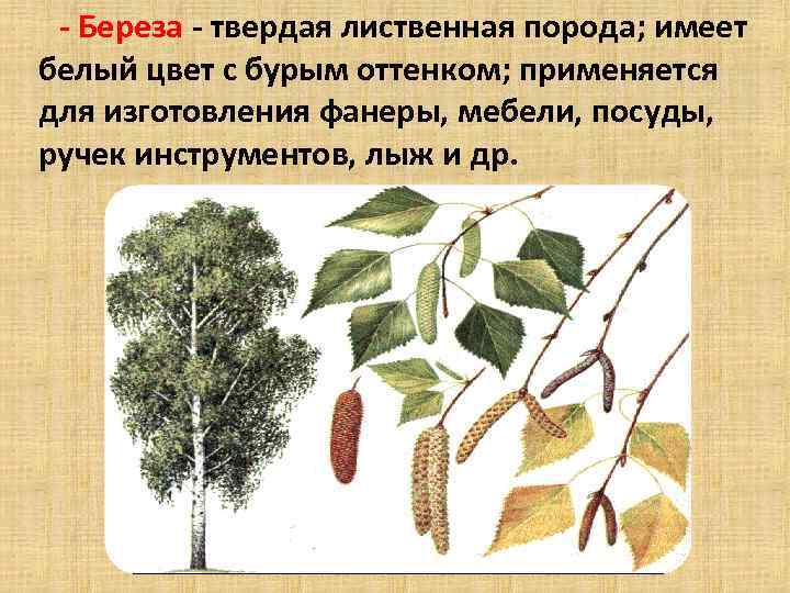  Береза твердая лиственная порода; имеет белый цвет с бурым оттенком; применяется для изготовления