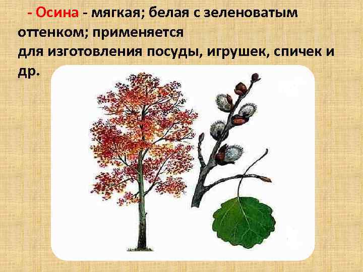  Осина мягкая; белая с зеленоватым оттенком; применяется для изготовления посуды, игрушек, спичек и