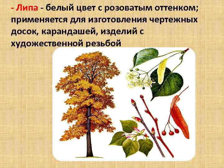  Липа белый цвет с розоватым оттенком; применяется для изготовления чертежных досок, карандашей, изделий