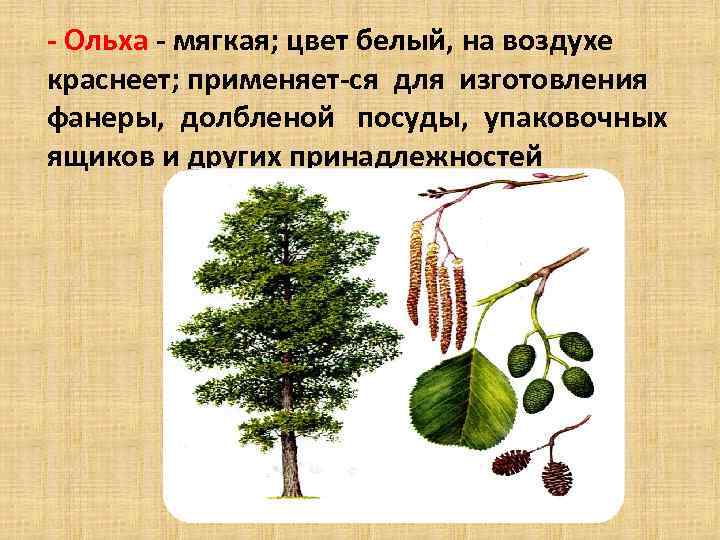  Ольха мягкая; цвет белый, на воздухе краснеет; применяет ся для изготовления фанеры, долбленой