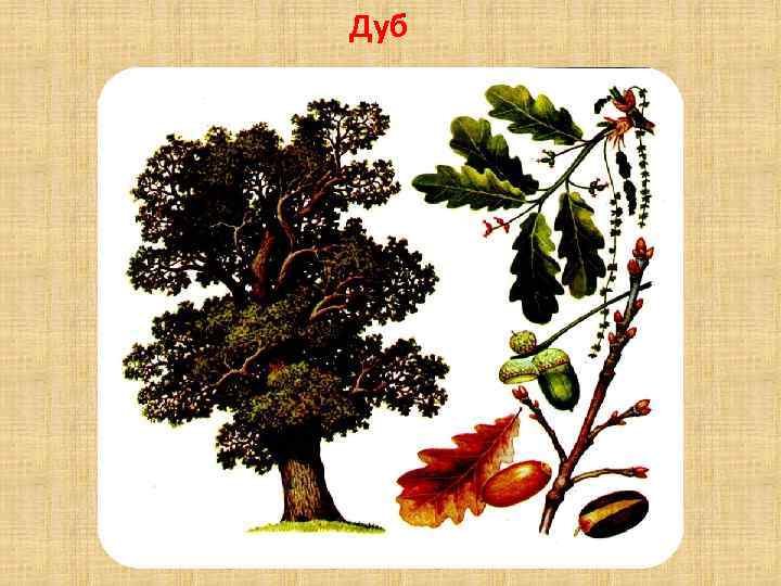 Дуб 