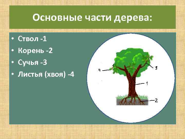 Основные части дерева: • • Ствол 1 Корень 2 Сучья 3 Листья (хвоя) 4