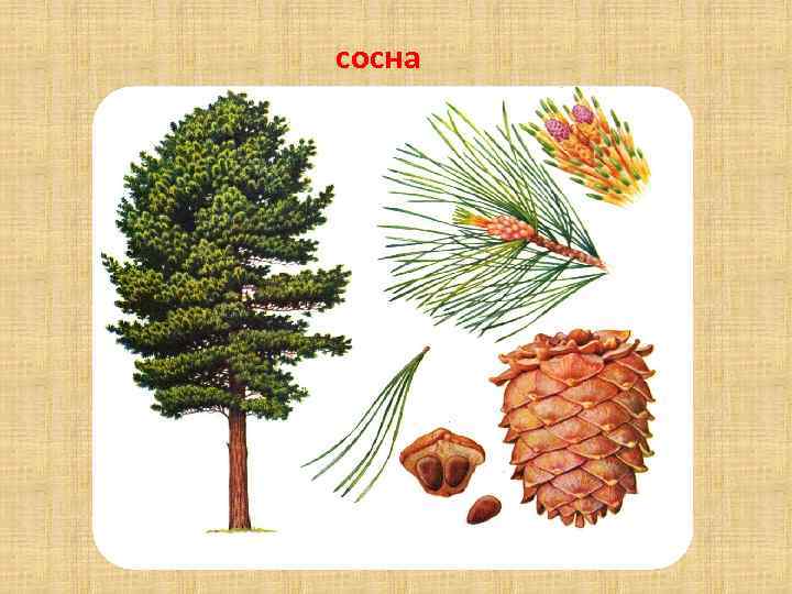 сосна 