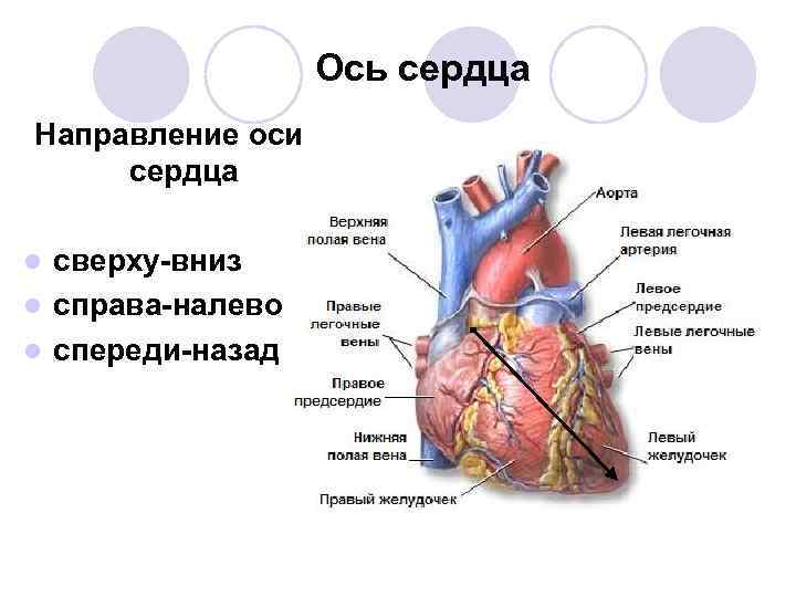 Сердце круги кровообращения презентация 8 класс