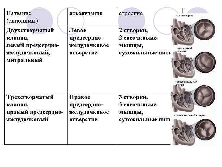 Порок двухстворчатого клапана