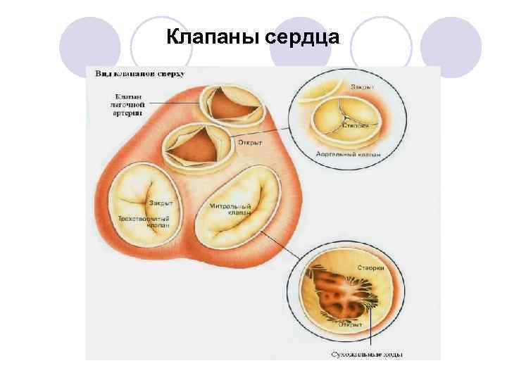 Клапаны сердца 