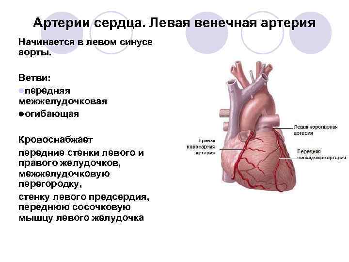 Гипоплазия правой коронарной артерии сердца