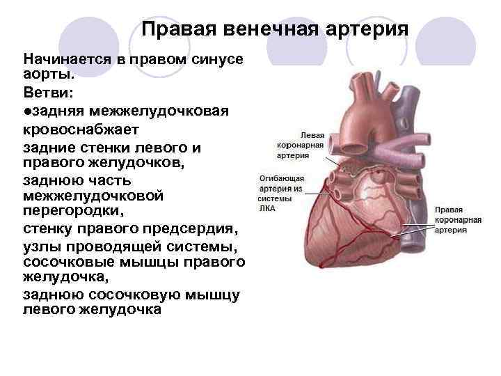 Синус аорты норма