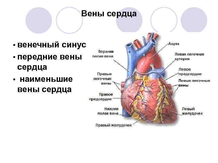 Сердце круги кровообращения презентация 8 класс
