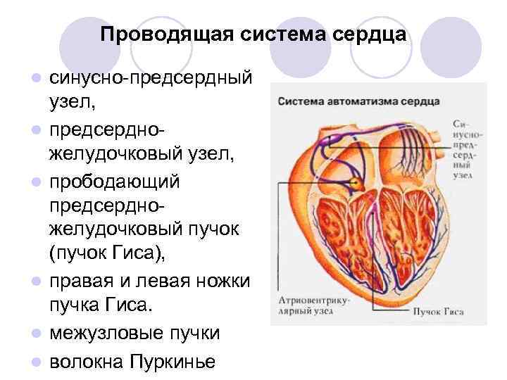 Синусно предсердный узел находится