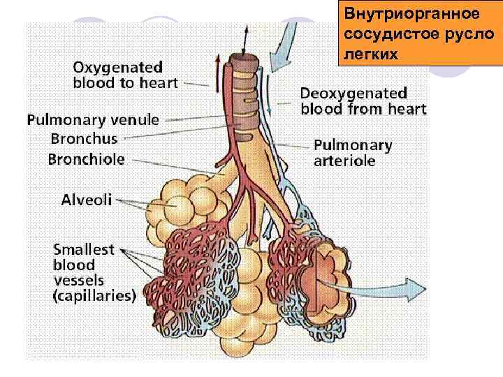 Внутриорганное сосудистое русло легких 