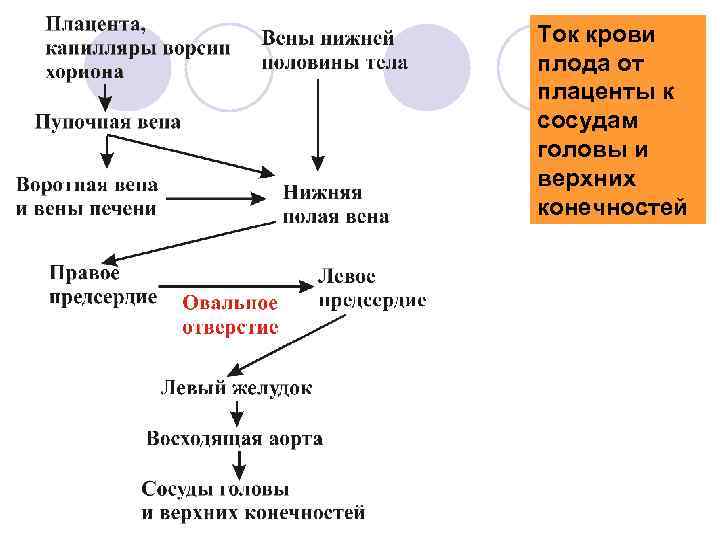 Ток крови плода от плаценты к сосудам головы и верхних конечностей 
