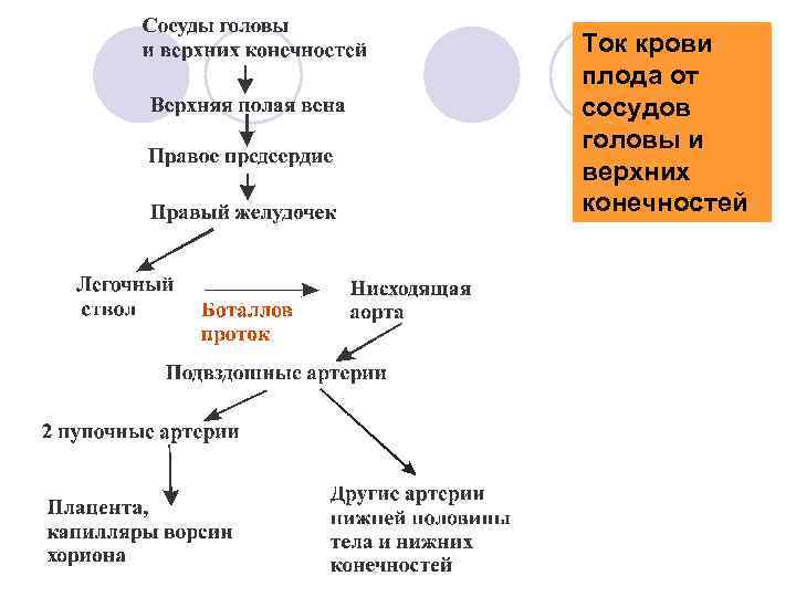 Ток крови плода от сосудов головы и верхних конечностей 