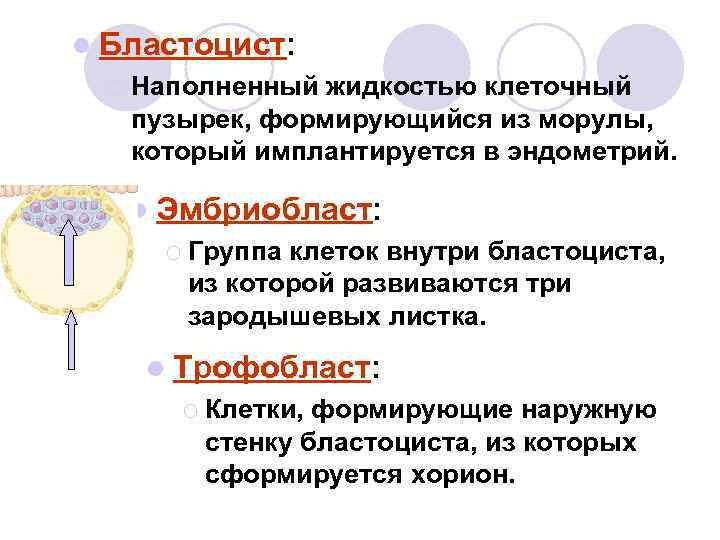 l Бластоцист: ¡ Наполненный жидкостью клеточный пузырек, формирующийся из морулы, который имплантируется в эндометрий.