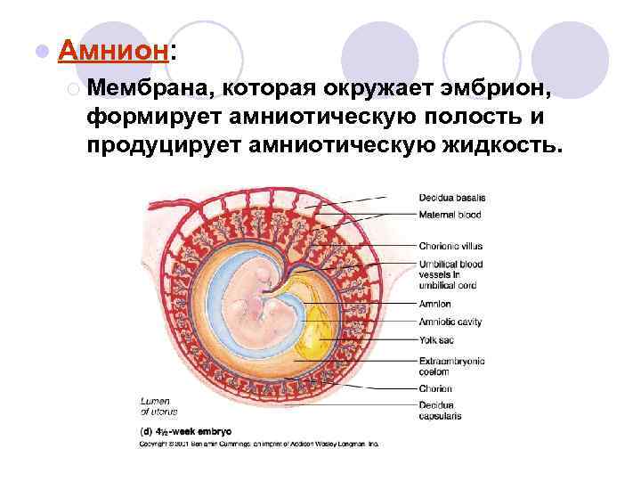 Змеиный амнион