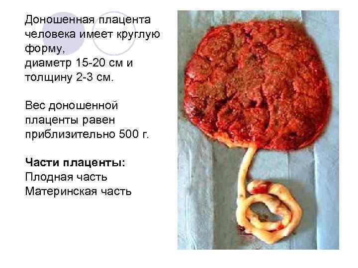 Доношенная плацента человека имеет круглую форму, диаметр 15 -20 см и толщину 2 -3
